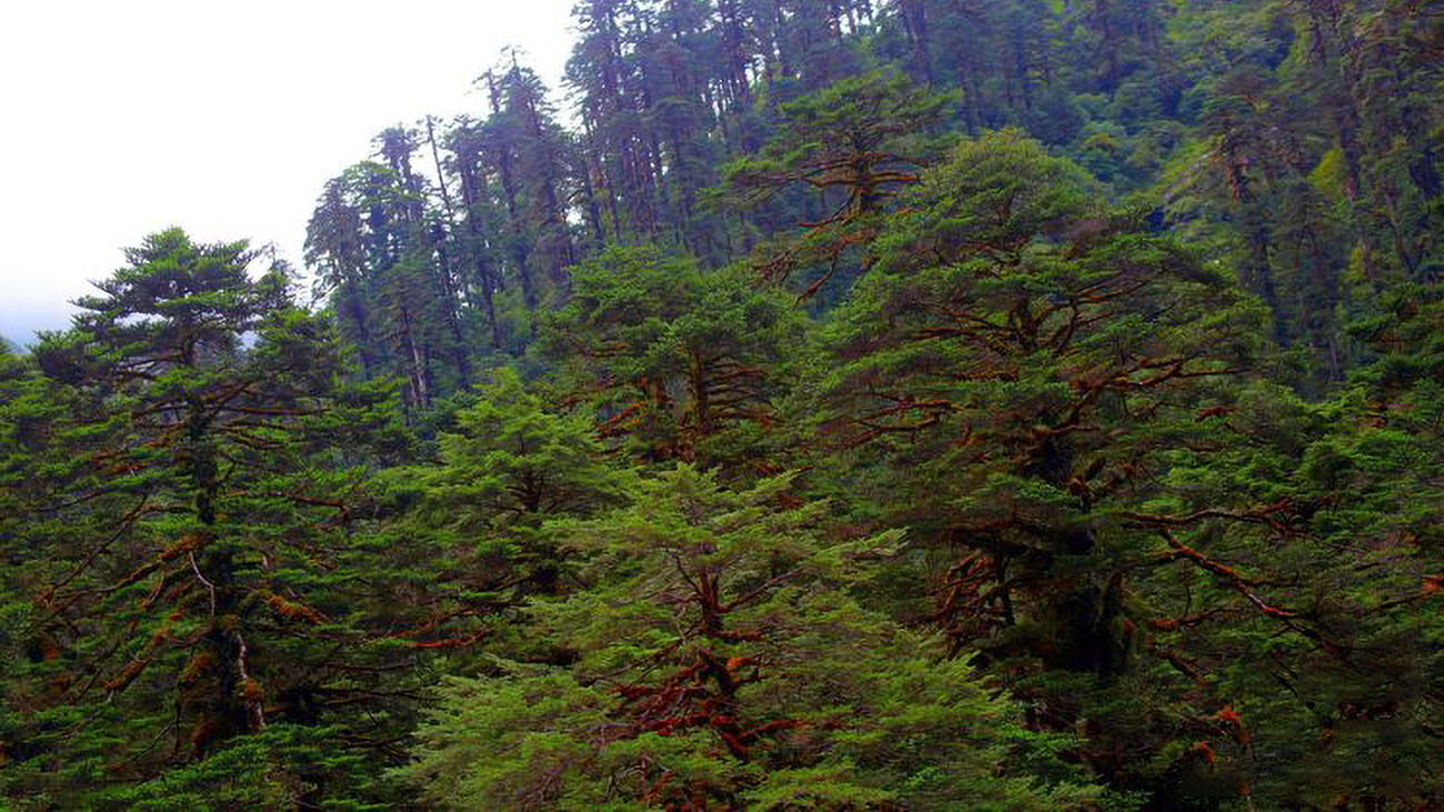 阿依林海红豆杉