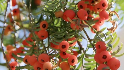 阿依林海红豆杉