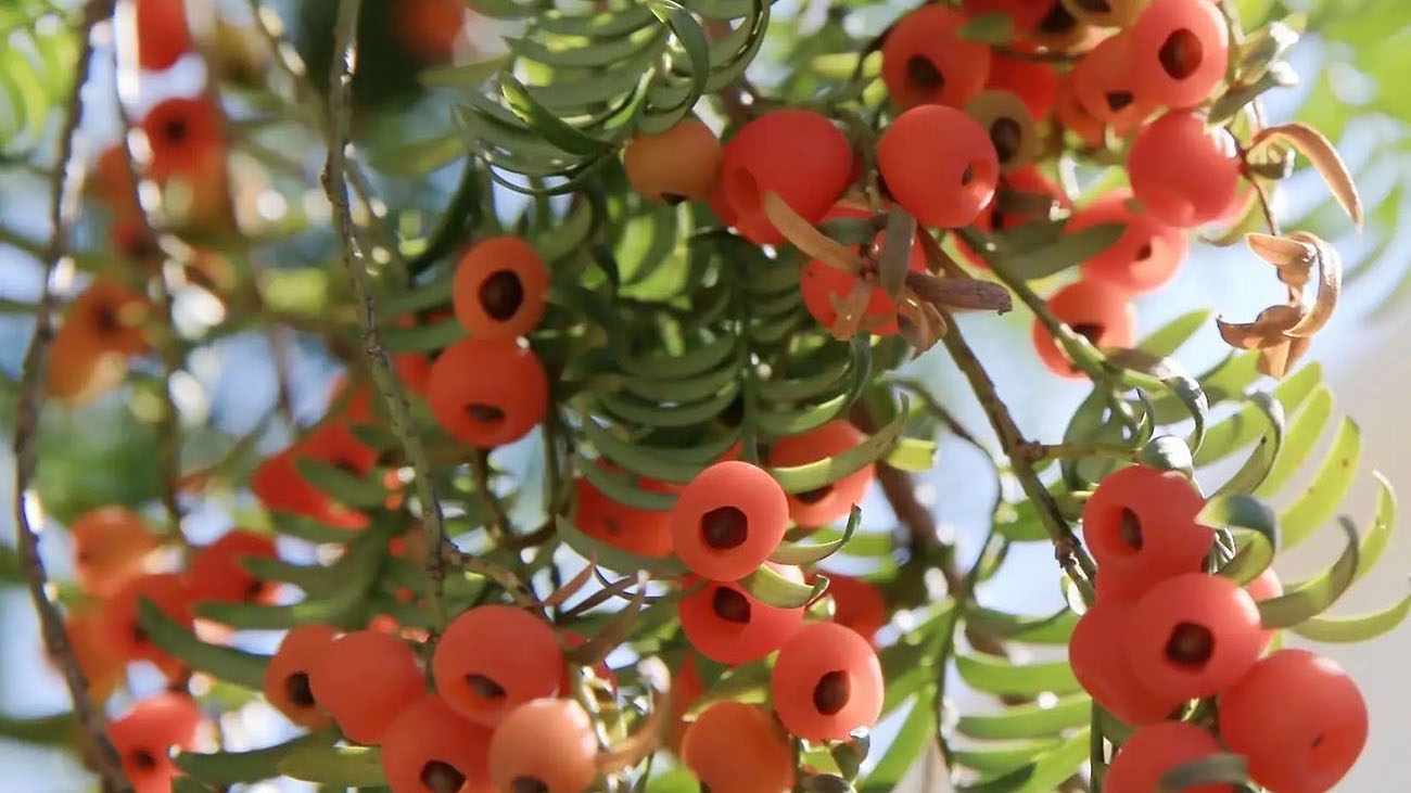 阿依林海红豆杉