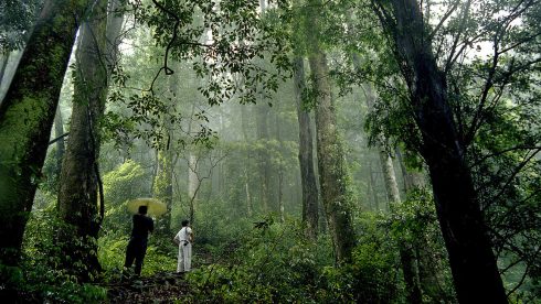 阿依林海红豆杉