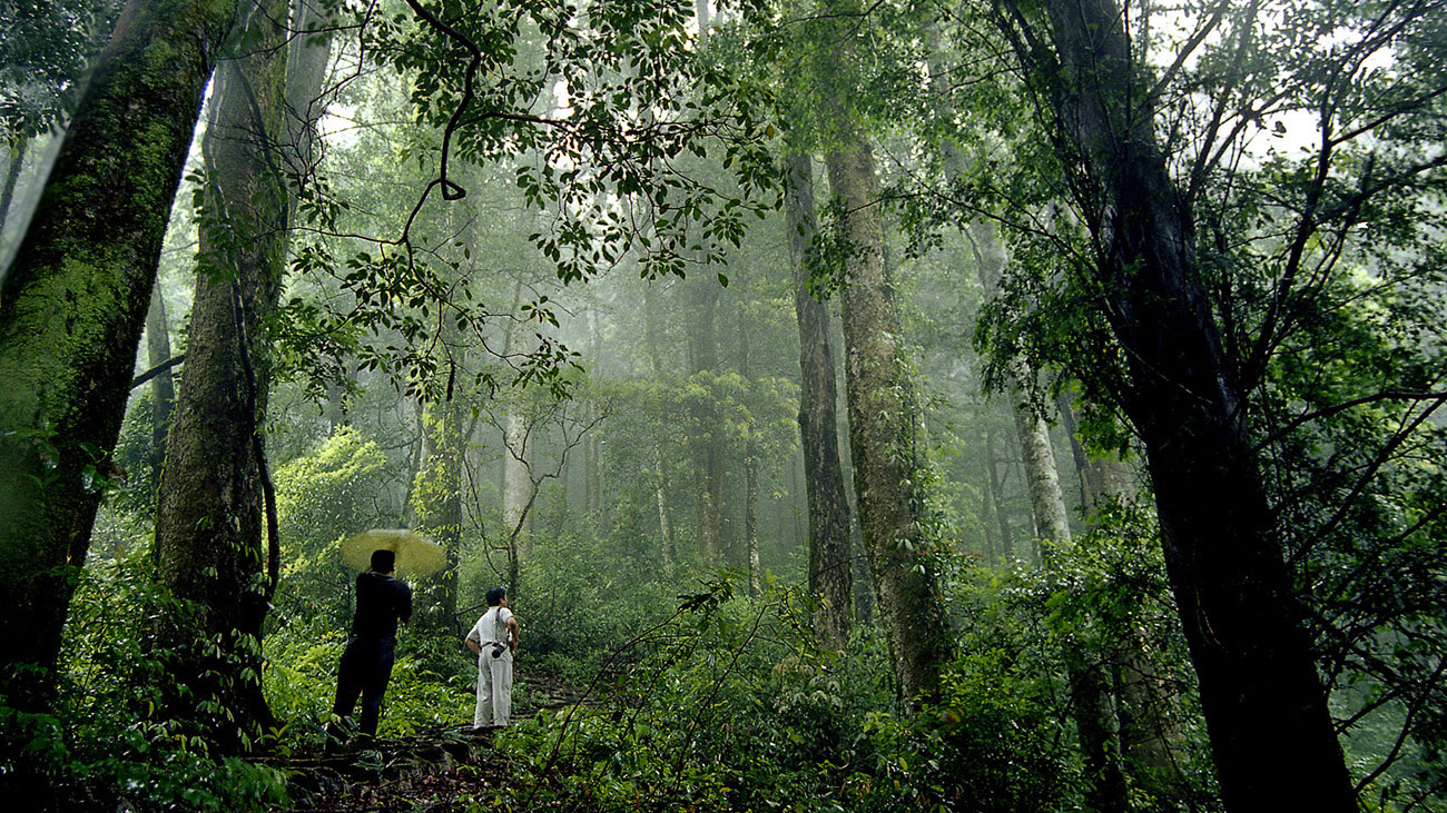 阿依林海红豆杉