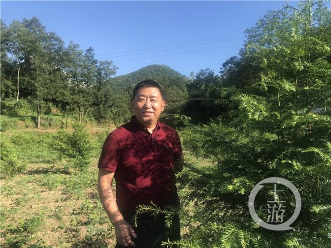 张幸福种红豆杉